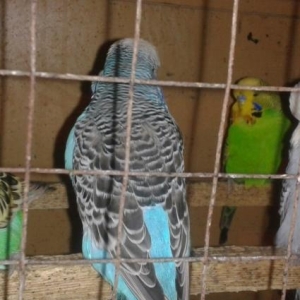 visvivicniy papuqaylar super quwlardi