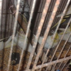 karella ag her rengde hazir cutler ve balalar sati