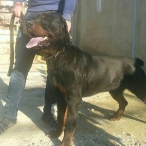 rotfeler erkekdi telimlidi axranasi gucludu 11 ayl