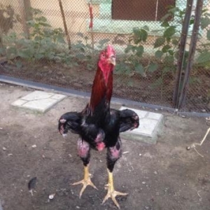 cins heyrati satilir 11ayliq