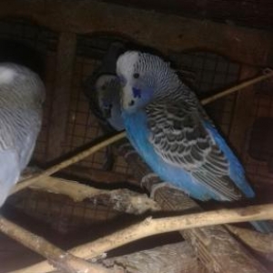 visvivicniy papuqaylar super quwlardi