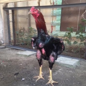 cins heyrati satilir 11ayliq