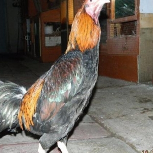 Yumurta  cuce   fere  bece    satishda  var