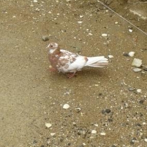 bew dene quwdu hamsi 20 azn tutulmadi 4u