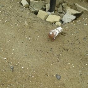 bew dene quwdu hamsi 20 azn tutulmadi 4u