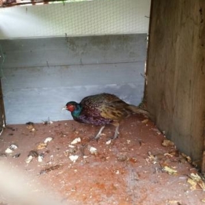 vehwi qirqovul quwudu