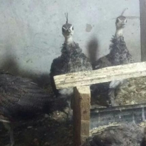 Dekorativ quslarin cuceleri ve yumurtalari satilir.Münasib qiymət. tel