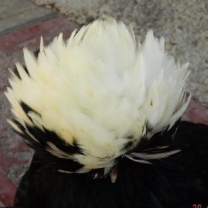 Yumurta  cuce   fere  bece    satishda  var