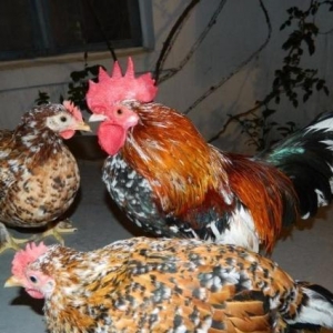 Yumurta  cuce   fere  bece    satishda  var