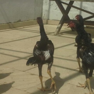 təmiz sağlam çınsdir ,vaxtı- vaxtında peyvənd olunub,