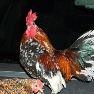 Yumurta  cuce   fere  bece    satishda  var