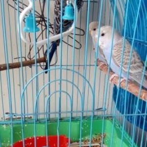 3 ədəd volnistiy popuqay.Anasi yenidən yumurta 