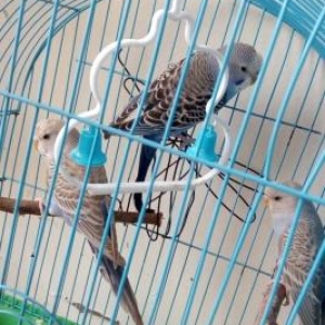 3 ədəd volnistiy popuqay.Anasi yenidən yumurta qoyduguna görə bunlari