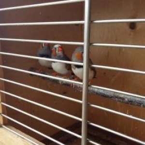 hind bülbülu 2 erkek 2 disi