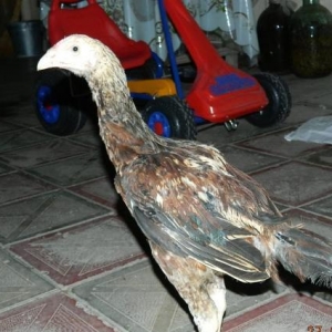 Almayan  narahat   elemesin