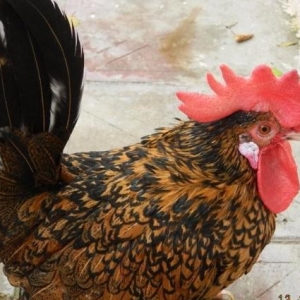 Yumurta  cuce   fere  bece    satishda  var