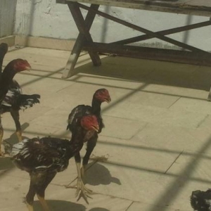 təmiz sağlam çınsdir ,vaxtı- vaxtında peyvə