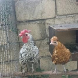 Dekorativ quslarin cuceleri ve yumurtalari satilir