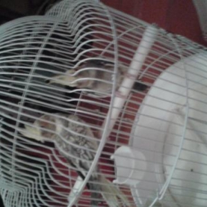 Cüt ruçnoy korella