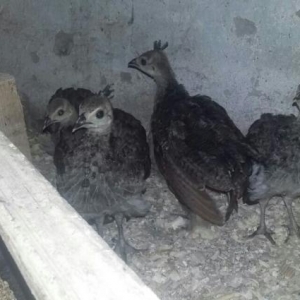 Dekorativ quslarin cuceleri ve yumurtalari satilir.Münasib qiymət. tel