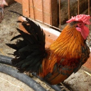 Yumurta  cuce   fere  bece    satishda  var