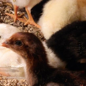 Deyerinden   ucuz   Heyrati  cuceleri   satishdadir