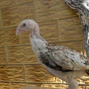 Deyerinden   ucuz   Heyrati  cuceleri   satishdadir