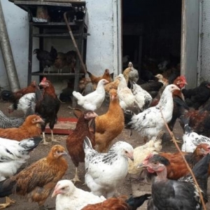 3 ayliq tebii şəraitdə saxlanilmis tam saglam k