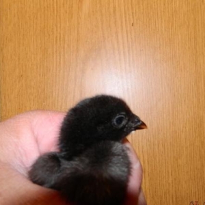 Deyerinden   ucuz   Heyrati  cuceleri   satishdadir