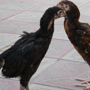 Deyerinden   ucuz   Heyrati  cuceleri   satishdadir