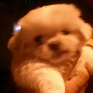 Ag pikines balalari erkey balalar satiwimizda En M