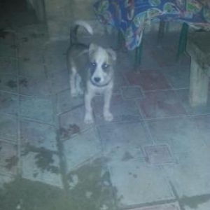 kangal ve alabay qarigi it real aliciya endirim ol