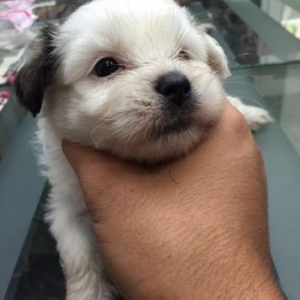 1 ayn itidi baladı Cox gozel itdi biraz boyuyen k