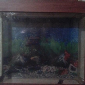 hazir akvaryumlar satilir.her olcude var.25 l su tutur.15 l tutanida v