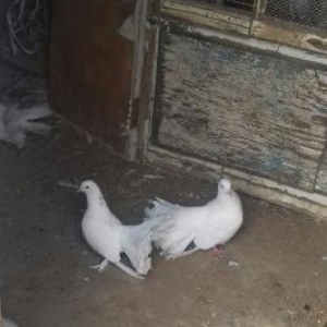 uc eded pavlin cut olanlar bala verirler cidi wexs