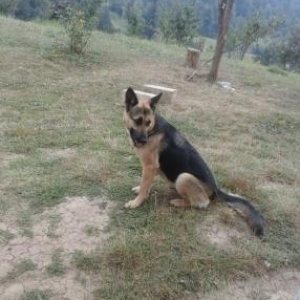 bu itin balalarıdı satıram ciddi alıcıya endi