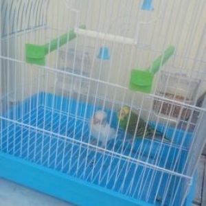 cutlesmis popuqaylar qefesi ve yemi de verilir  re