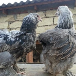 55 günlük temiz qan Brama Dark satılır.