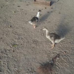 qazlar satılır.  kuban sortu. Razılaşma yolu ilə.