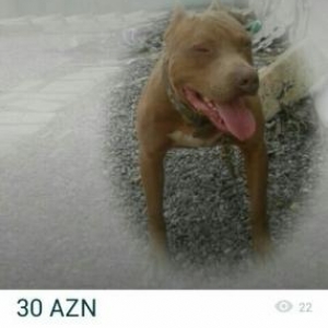 la pidi super balalari olur  diwi pidi olan wexsle