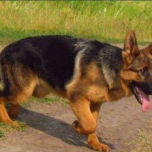 Alman afçarkam itib,tapana külli miqdarda pul m�