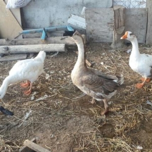 qazlar satılır.  kuban sortu. Razılaşma yolu ilə.