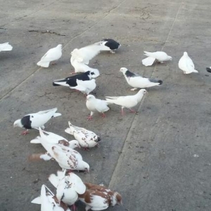 Optavoy satılır. qaçırtdım çoxunu. onun üçün tərgidirəm. saxlamaq istə