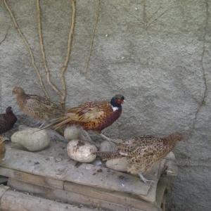 qafqaz qirqovulu bir aile iki fere bir xoruz