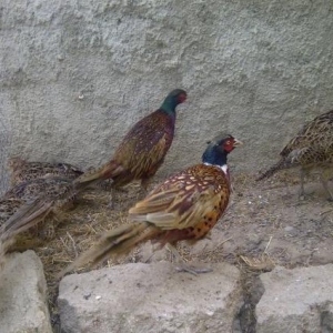 qafqaz qirqovulu bir aile iki fere bir xoruz