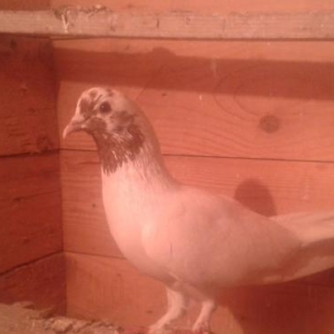 Erkey qirmizi gozu xalli