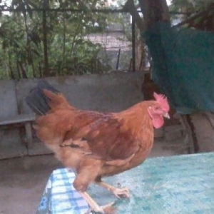 qırmızı qara xoruzdur ayağının üstü tüklüdür. Cəld xoruzdur.