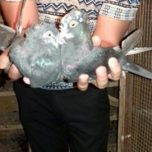 buda cilbaw aleiminin balasi biri ag qened qowa ke