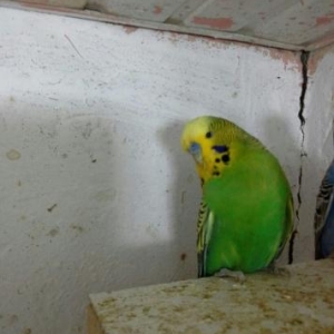 satilir tam saglamdilar