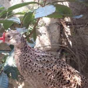 Dekorativ quşların cuceleri satılır.